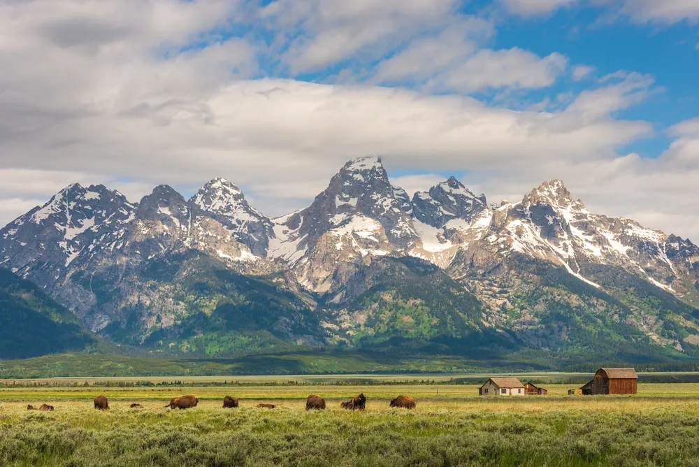 Wildlife below the mountains of Grand Teton National Park